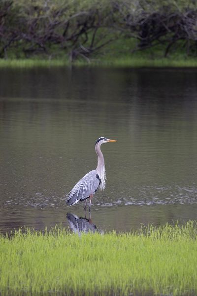 Looney, Hollice 아티스트의 USA-Florida-Sarasota-A grey heron at Myakka River State Park작품입니다.